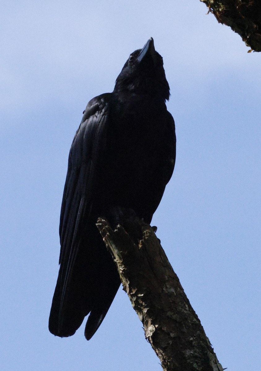 Kalın Gagalı Karga (culminatus) - ML644692995