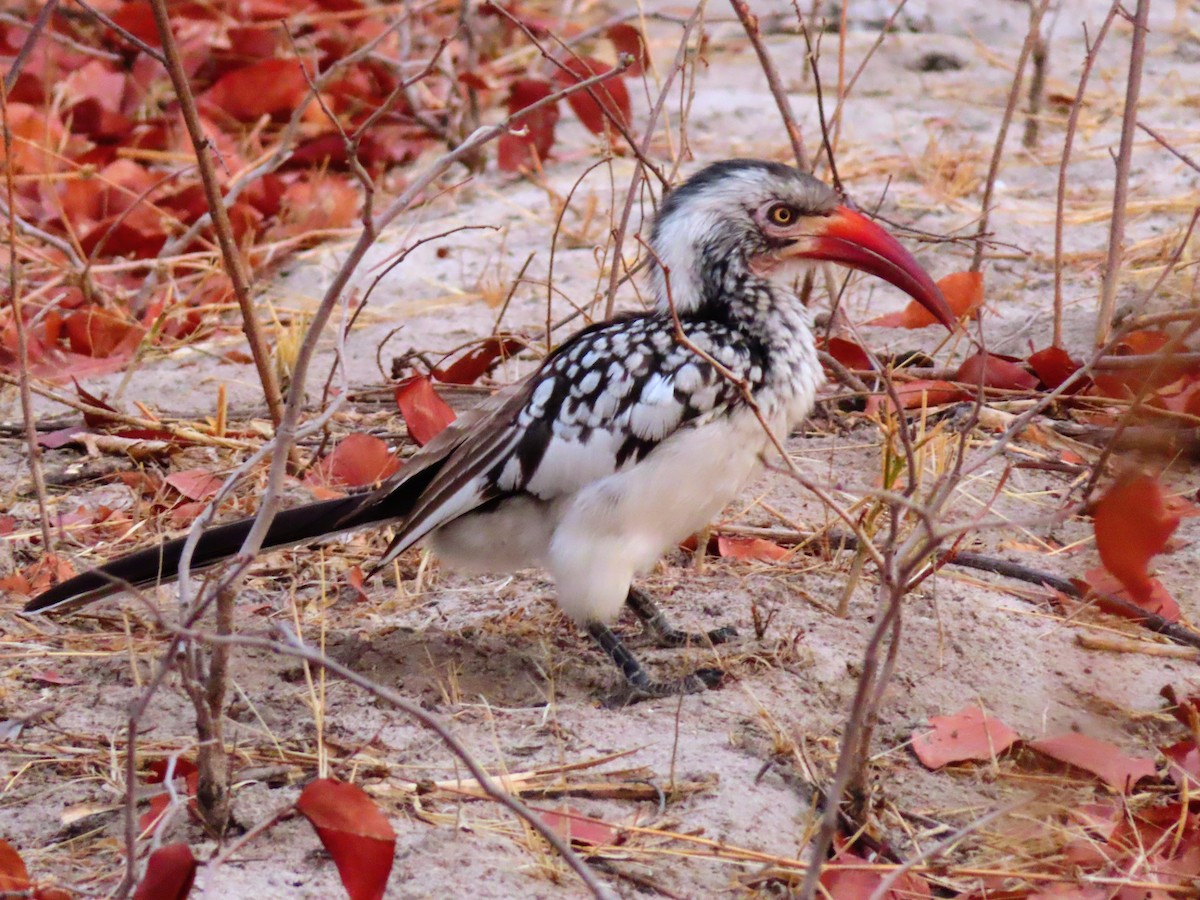 Southern Red-billed Hornbill - ML644692997