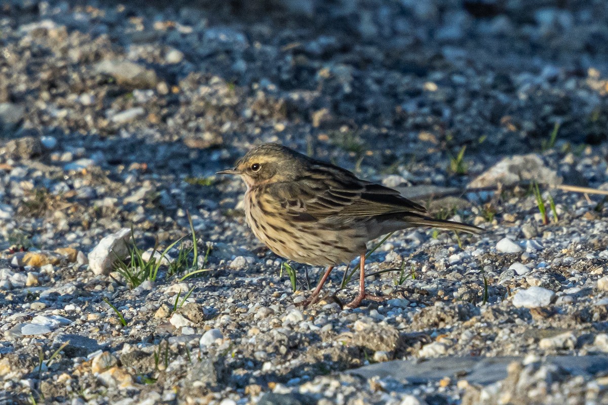 Pembe İncirkuşu - ML644693001