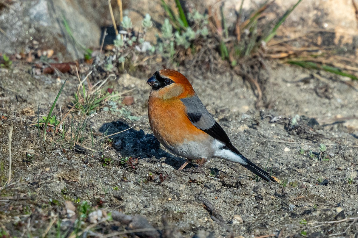 Turuncu Şakrak - ML644693002