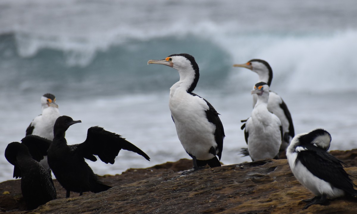 Cormorán Pío - ML644693003