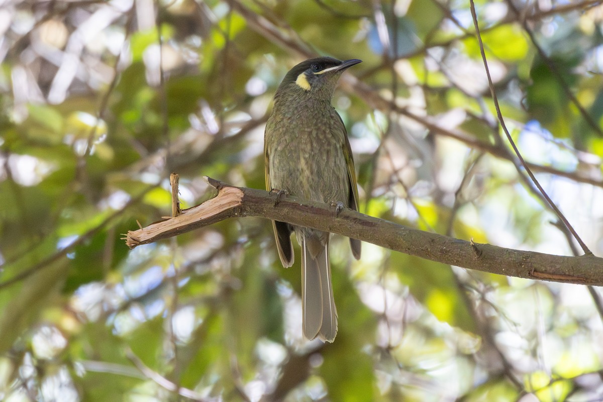 Lewin Balkuşu - ML644693004