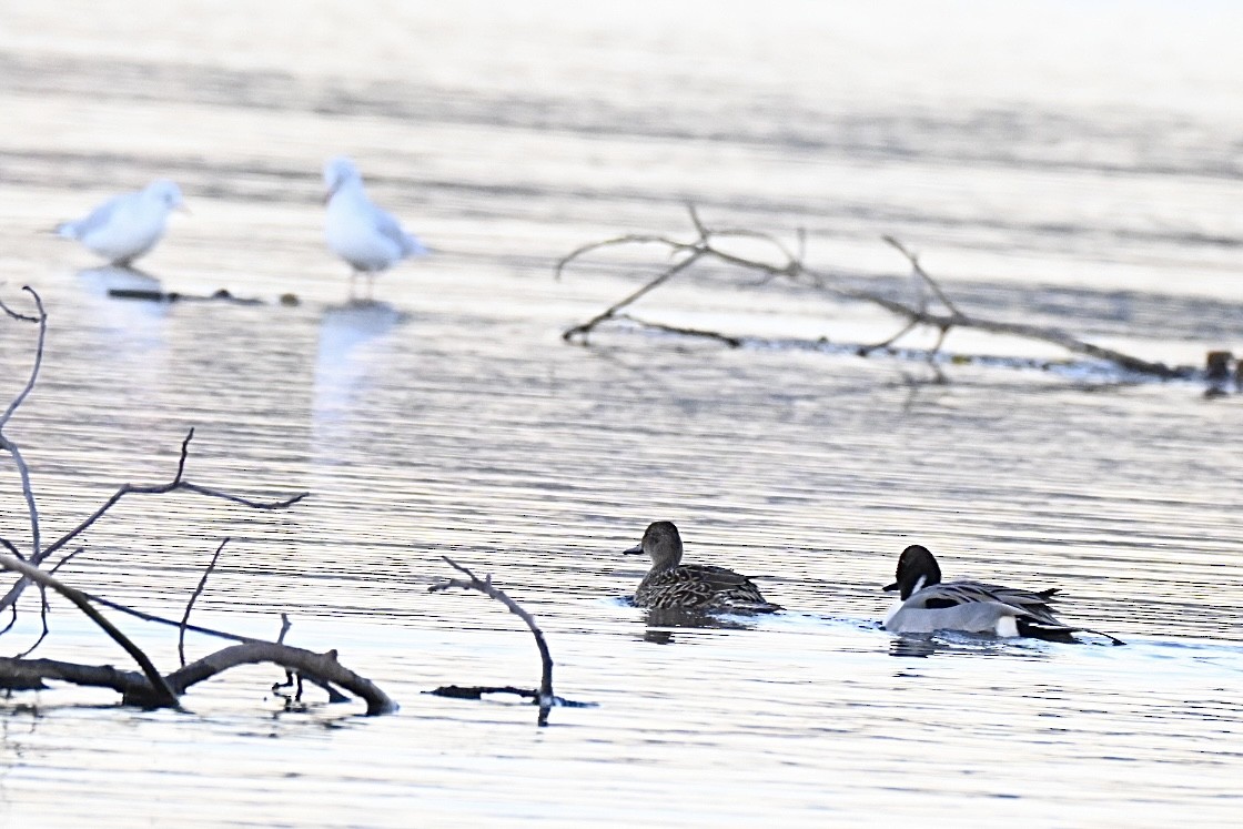 Kılkuyruk - ML644693005