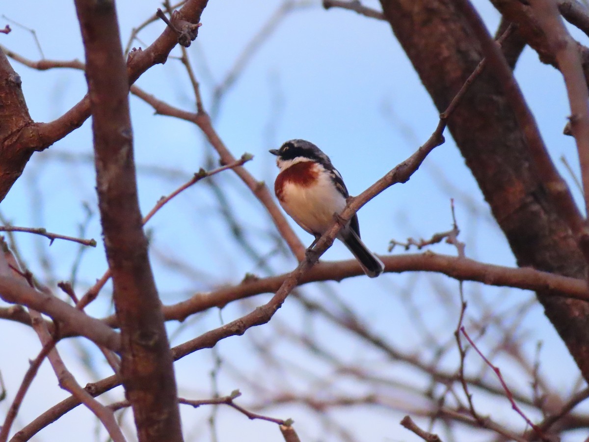Chinspot Batis - ML644693006