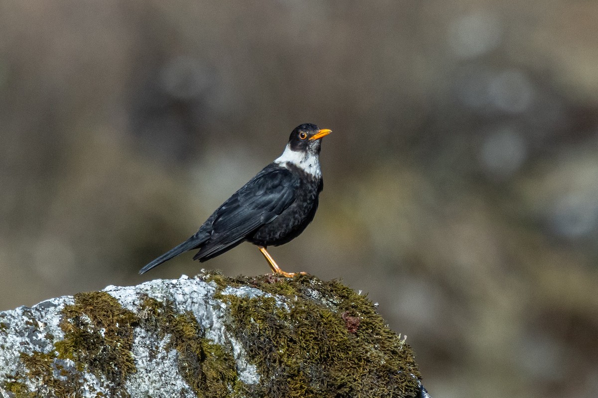 Ak Boyunlu Ardıç - ML644693011