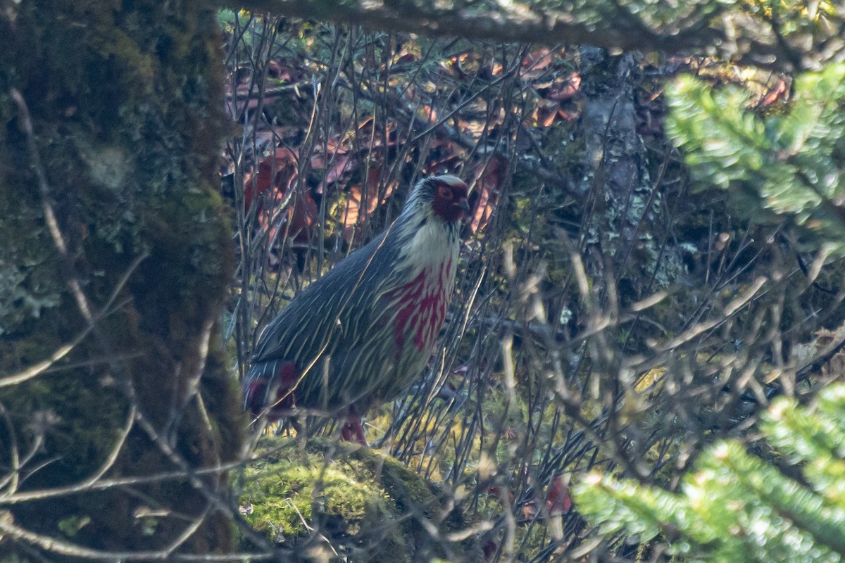 Kanlı Sülün - ML644693012