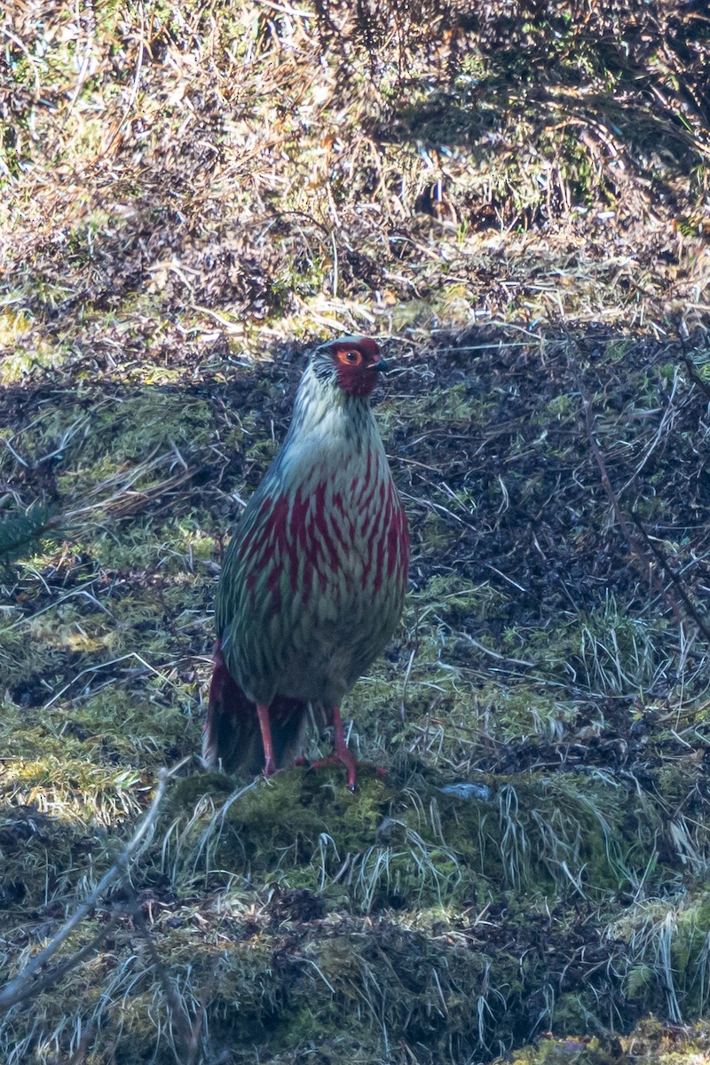 Kanlı Sülün - ML644693013