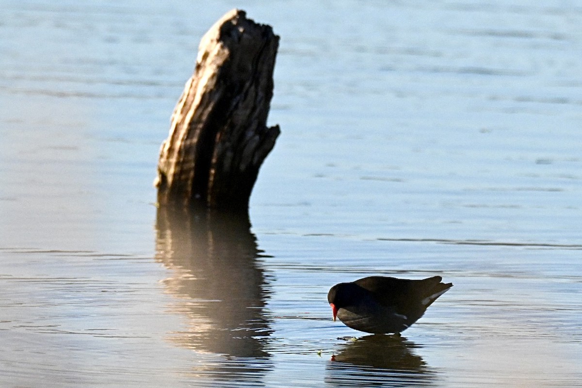 Sutavuğu - ML644693014