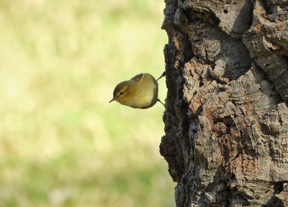 Common Chiffchaff - ML644693015