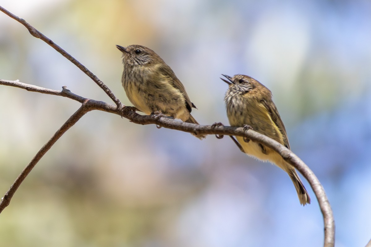 Striated Thornbill - ML644693019