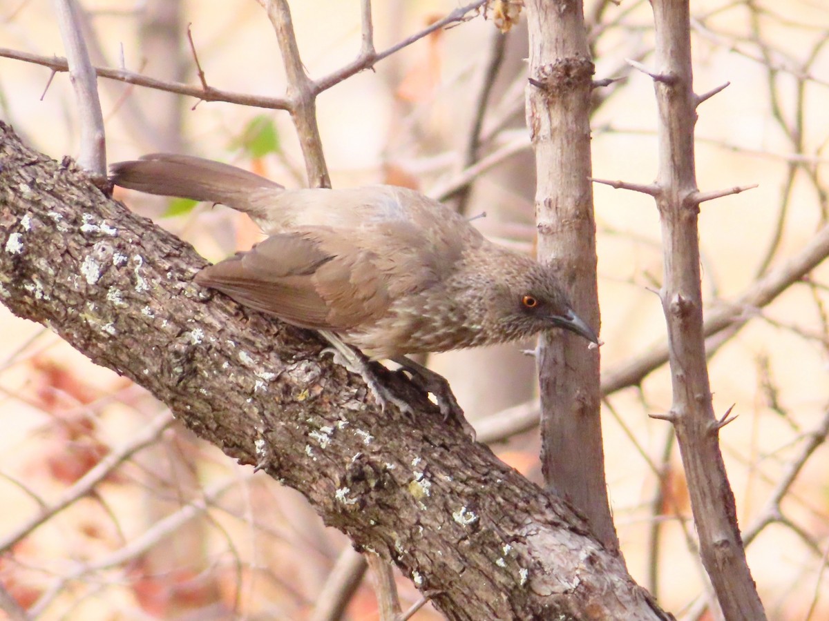 Arrow-marked Babbler - ML644693021