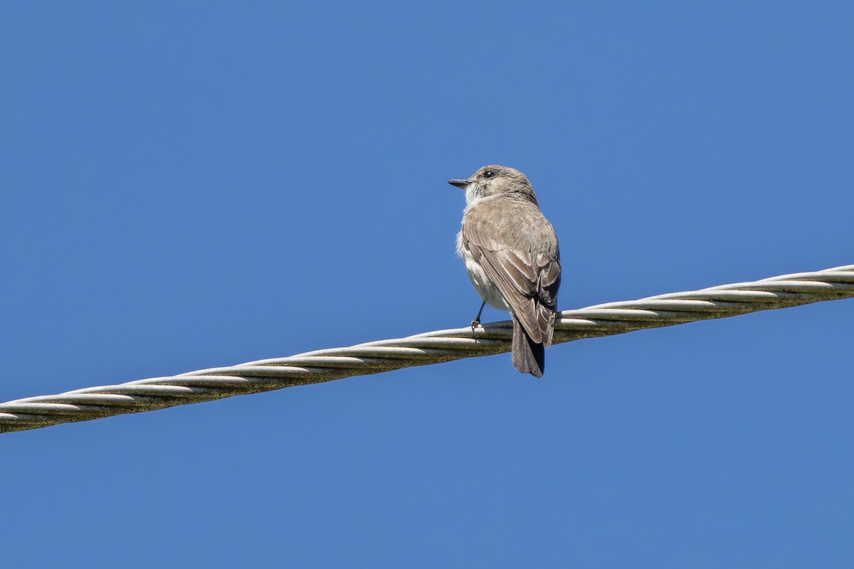 Jacky-winter - ML644693023