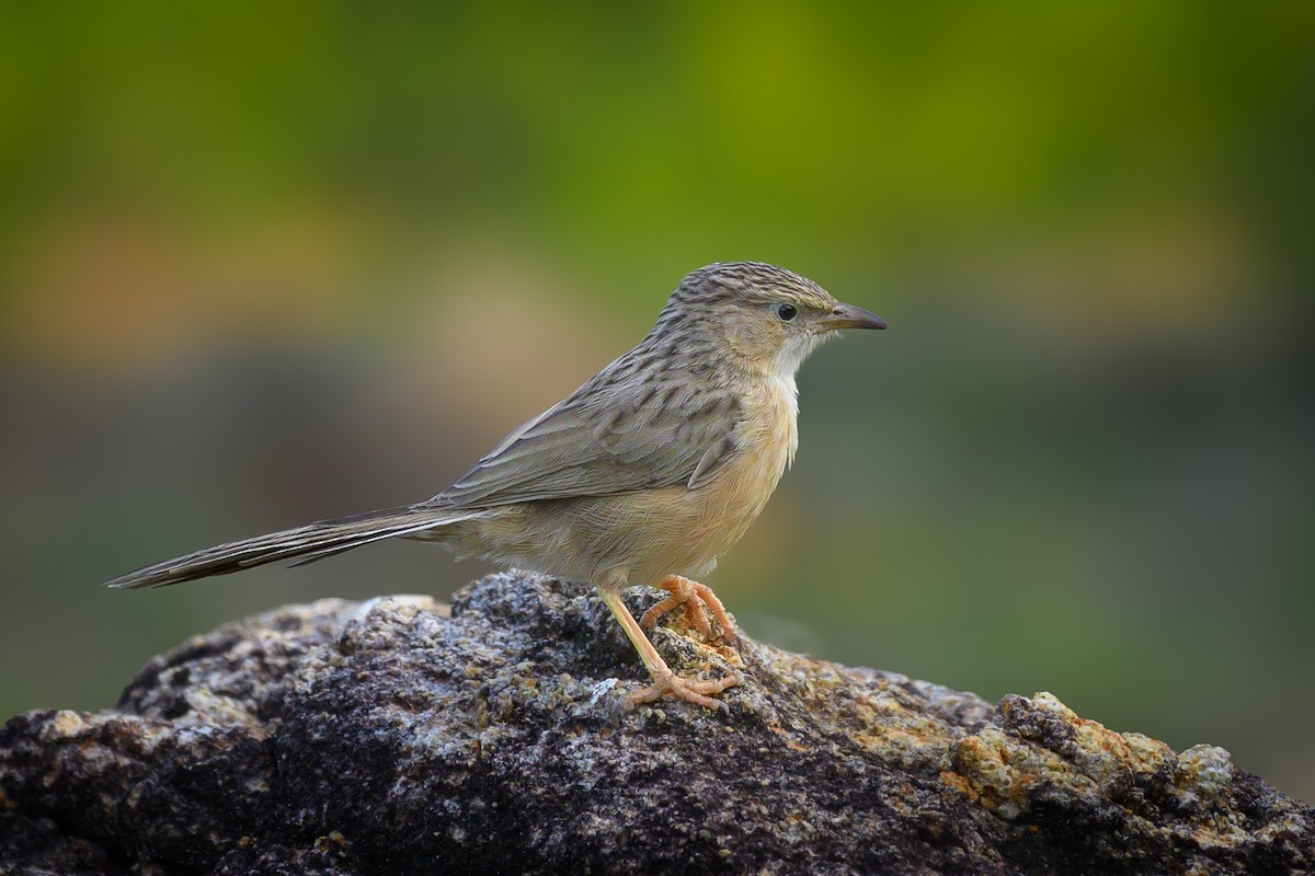 argie dlouhoocasá - ML644693031