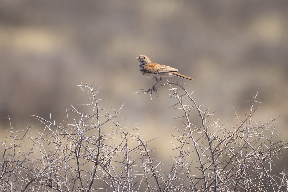 Red Lark - ML644693035