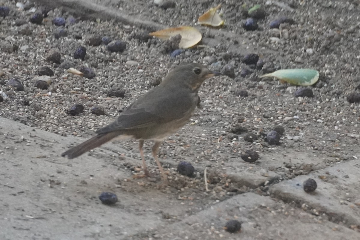 Hermit Thrush - ML644693044