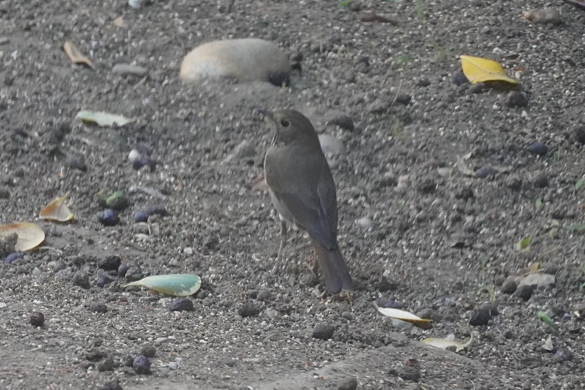 Hermit Thrush - ML644693045