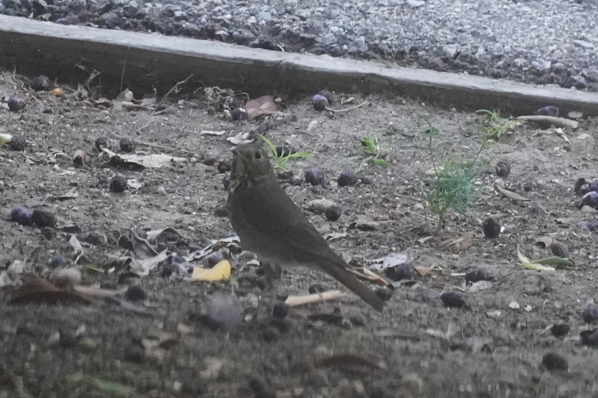 Hermit Thrush - ML644693047