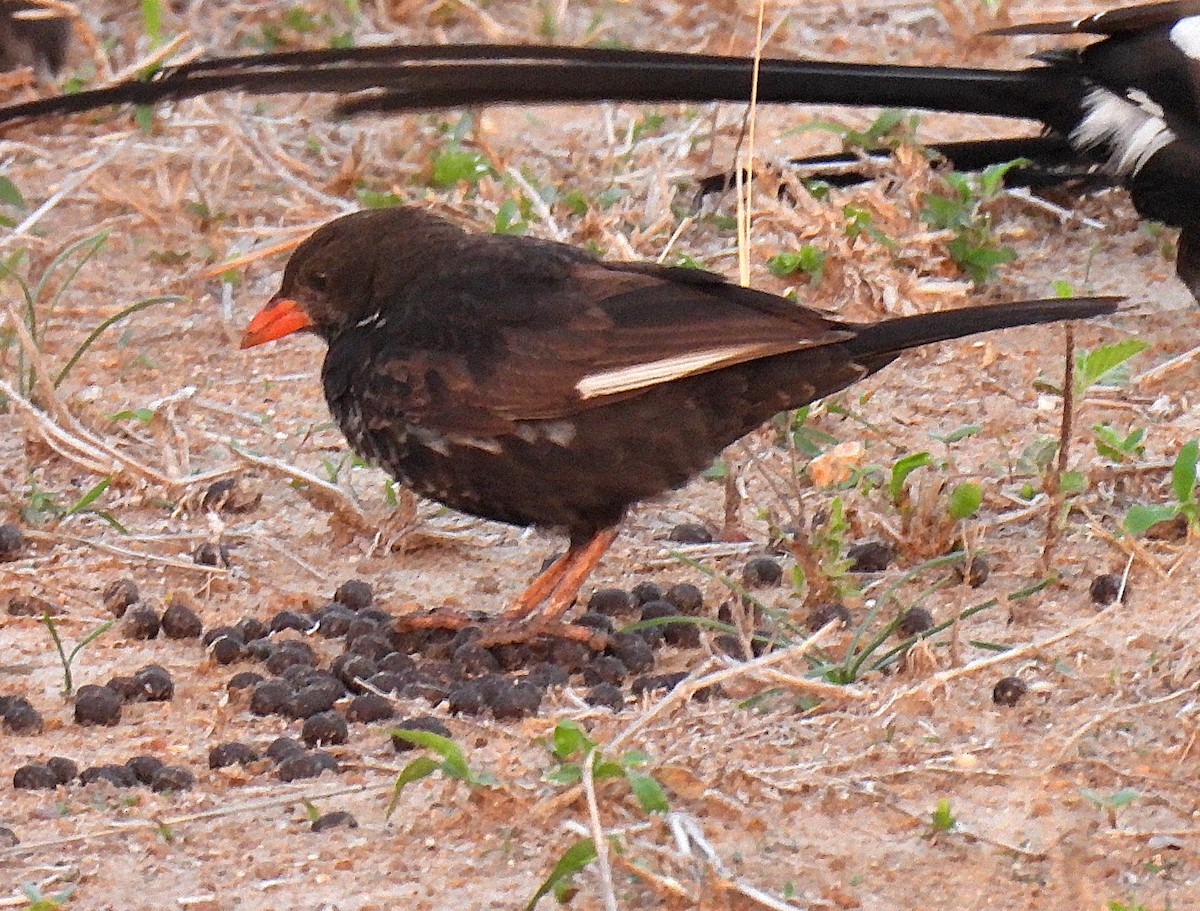 Red-billed Buffalo-Weaver - ML644693050