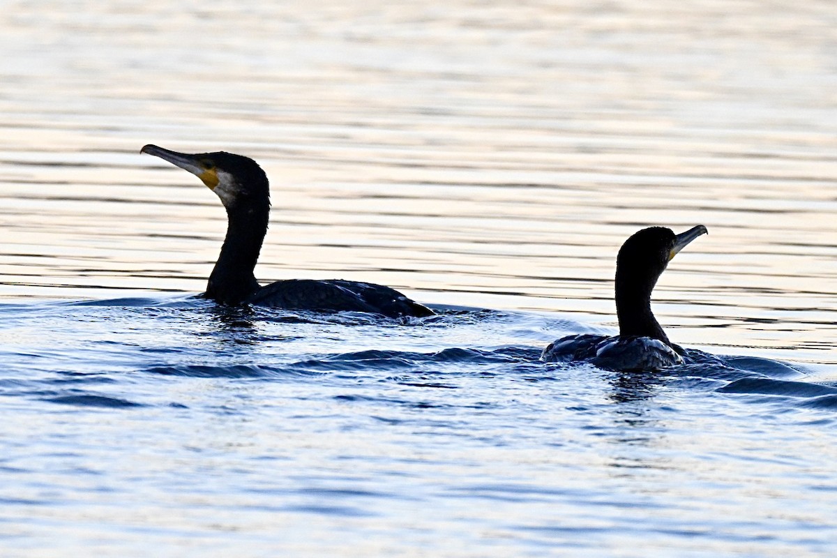 Большой баклан - ML644693054