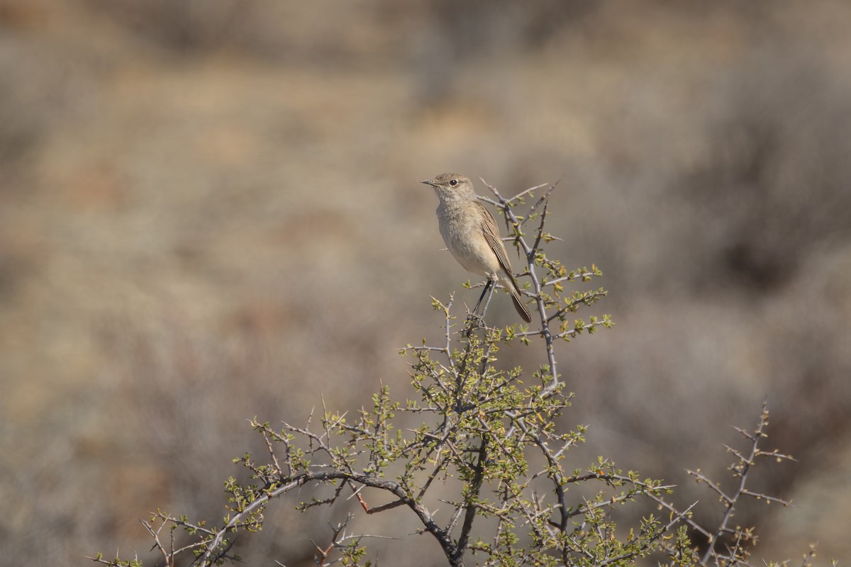 Chat Flycatcher - ML644693058