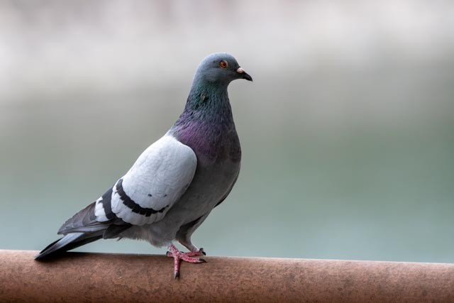 Piccione domestico - ML644693060