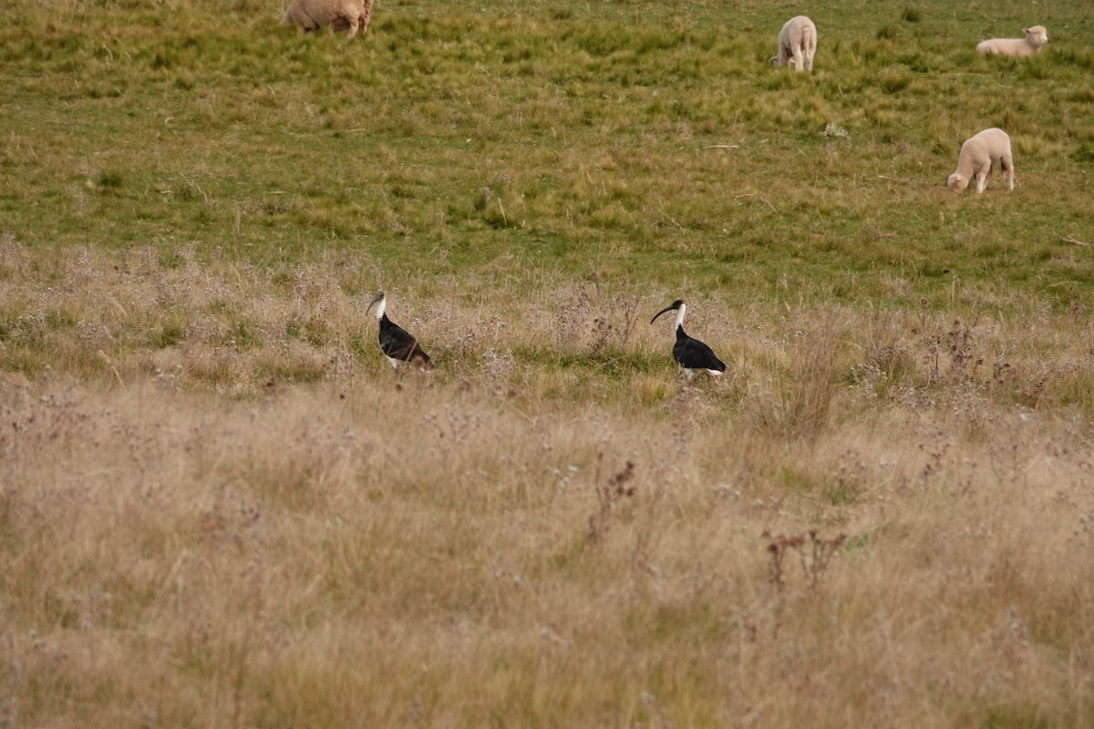 Straw-necked Ibis - ML644693061