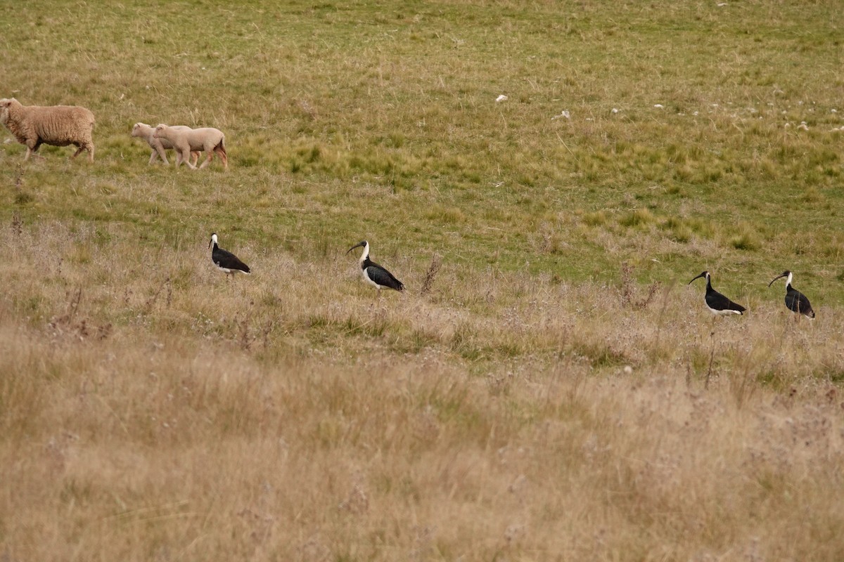 Straw-necked Ibis - ML644693062