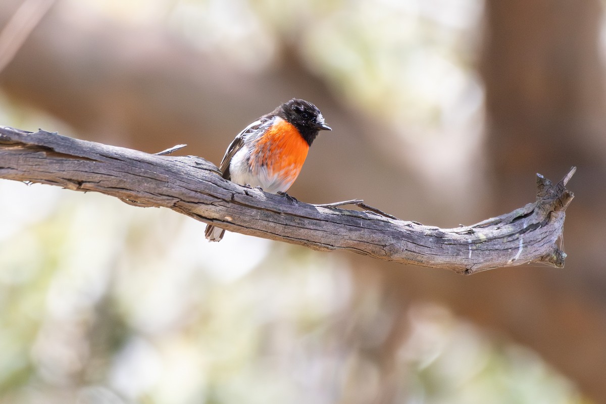 Scarlet Robin - ML644693064