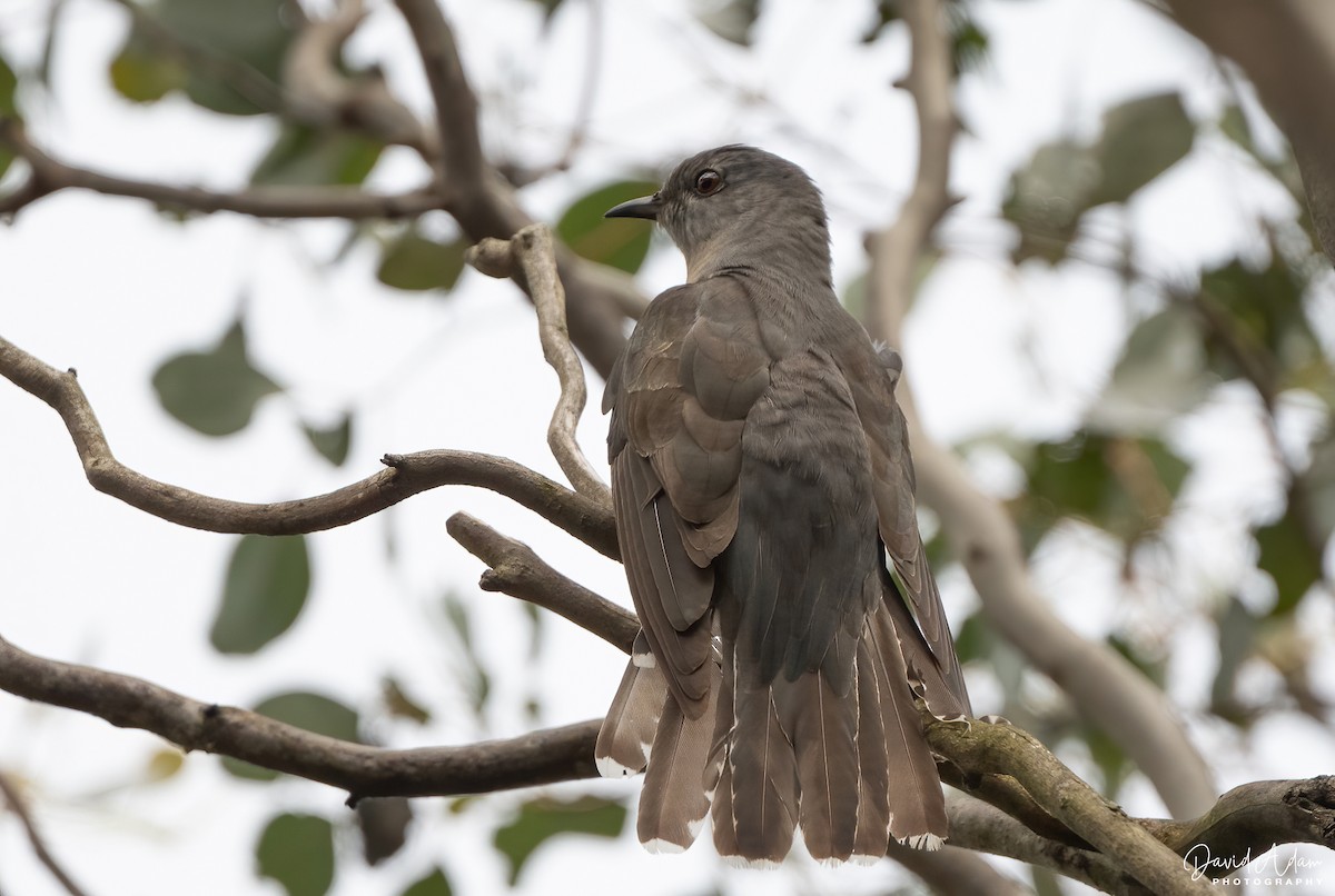 Sahul Brush Cuckoo - ML644693066