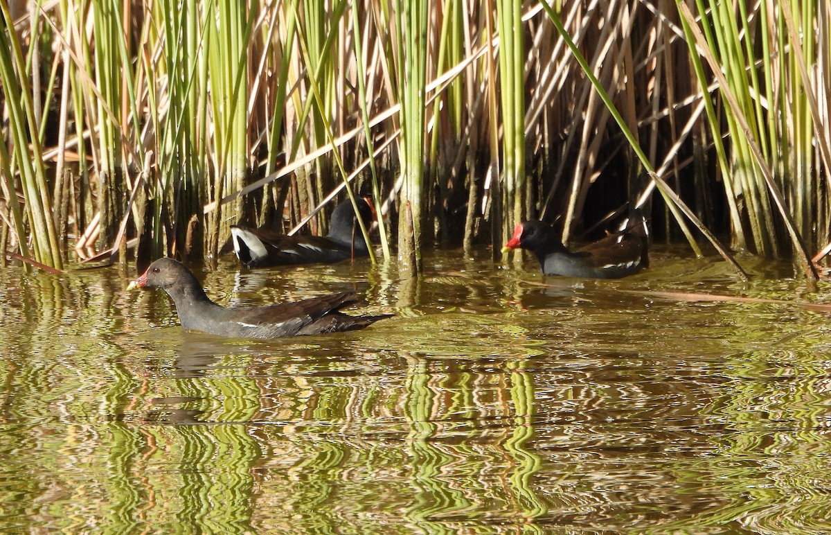 Teichhuhn - ML644693074