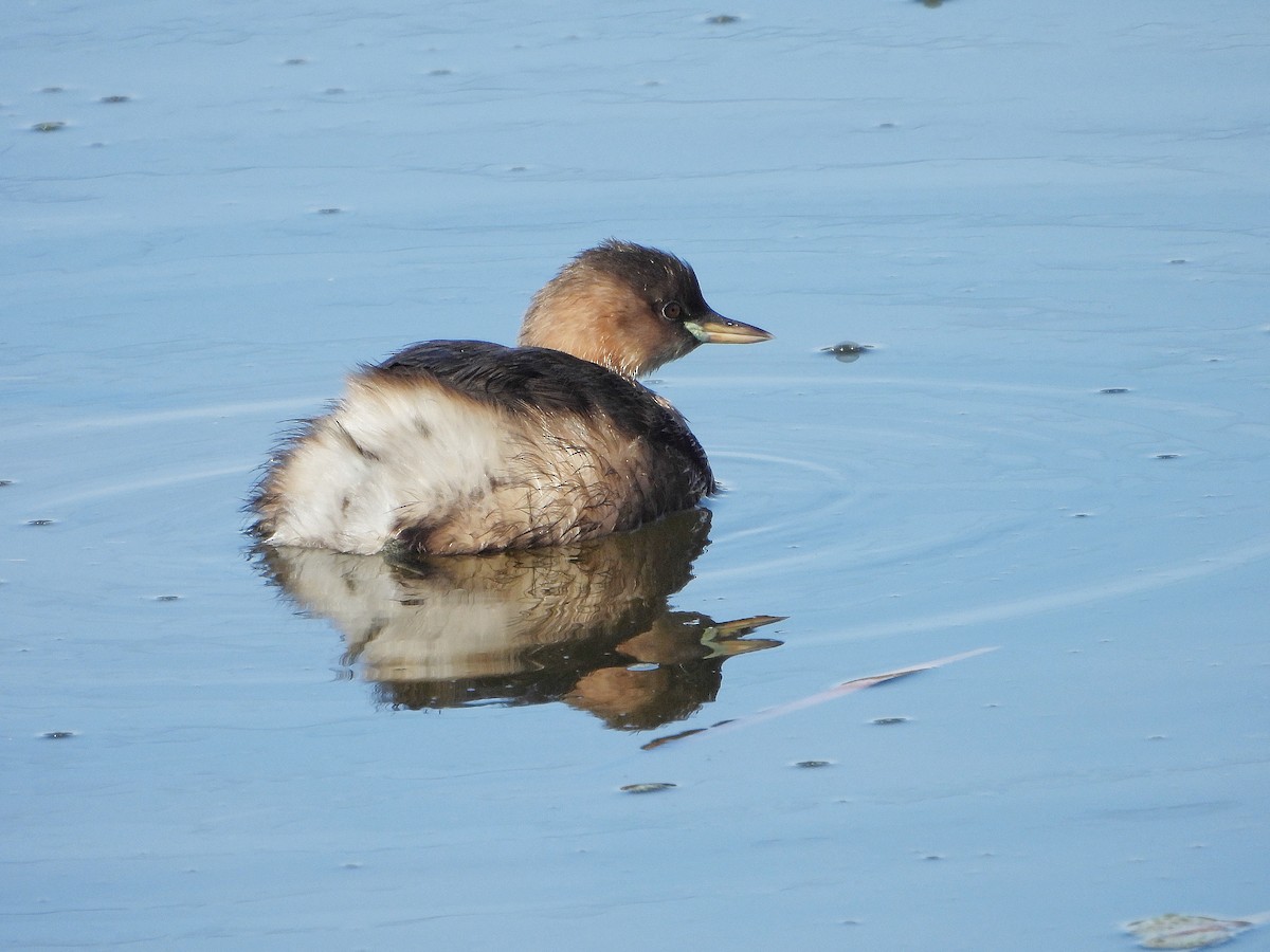 Txilinporta txikia - ML644693075