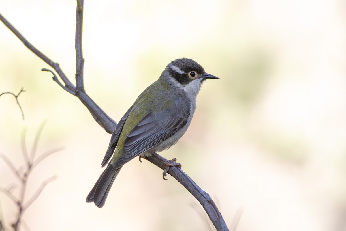 Brown-headed Honeyeater - ML644693076