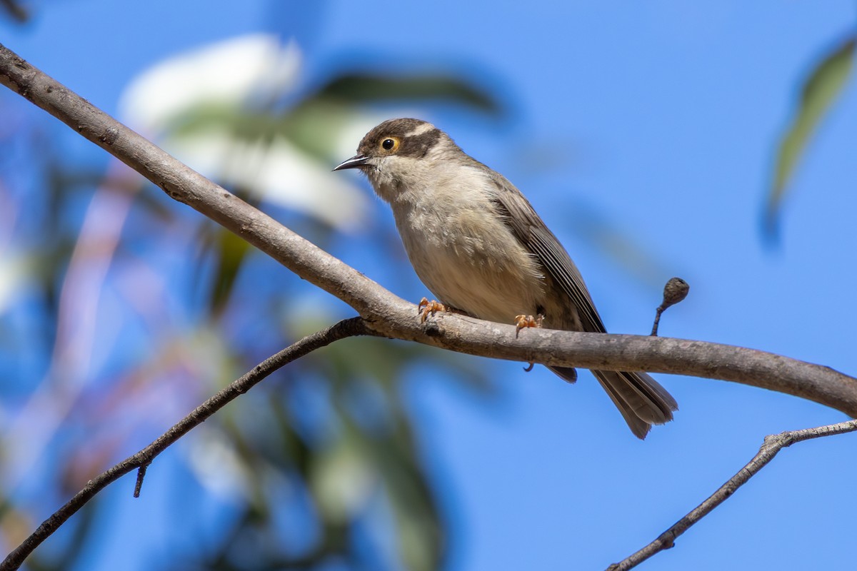 Brown-headed Honeyeater - ML644693078