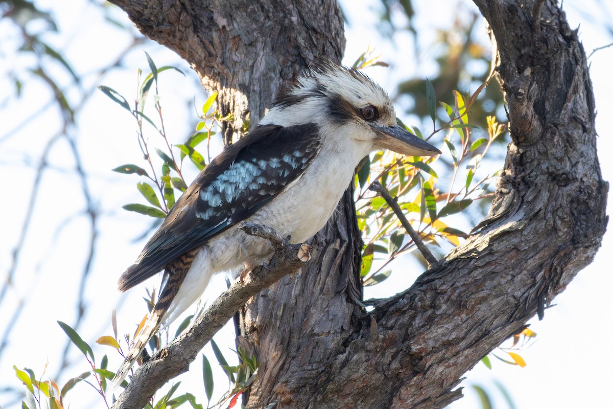 Laughing Kookaburra - ML644693093