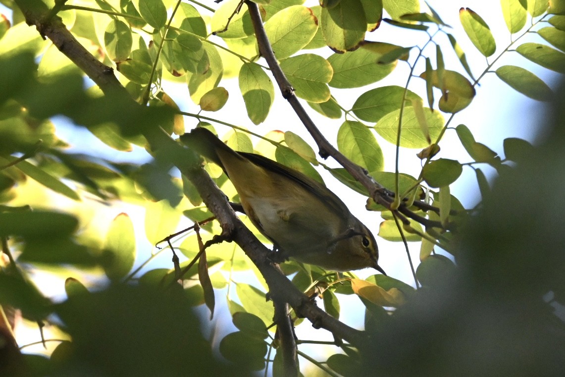 Common Chiffchaff - ML644693096