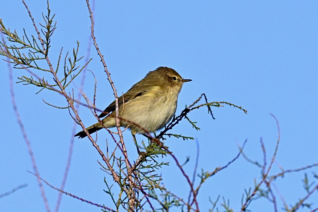 Common Chiffchaff - ML644693097