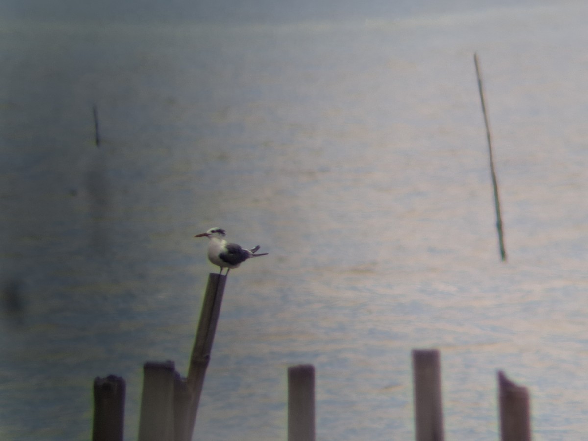 Bengalako txenada - ML644693100