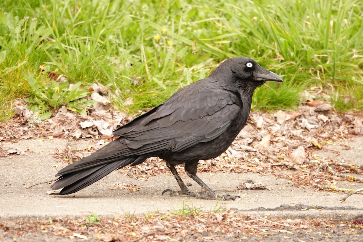 Крук малий - ML644693113