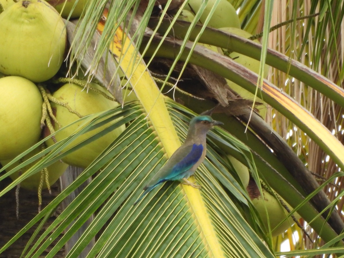 Indochinese Roller - ML644693115