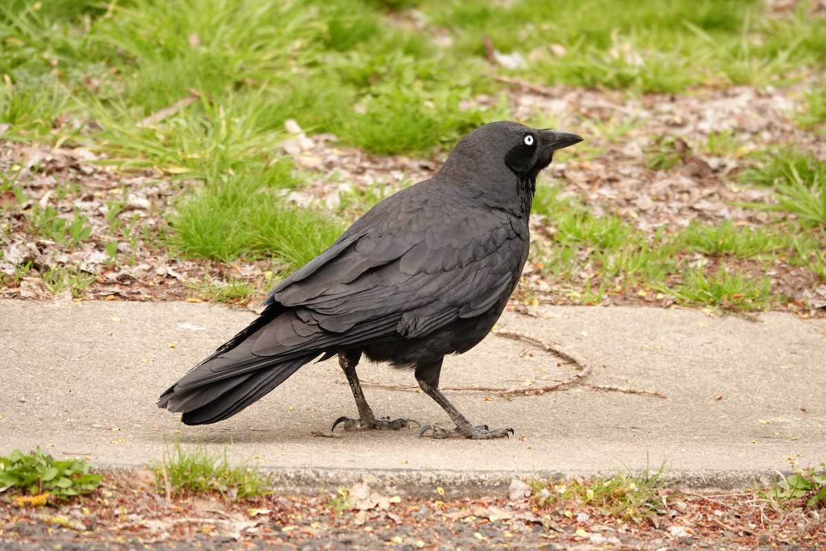 flokkravn - ML644693116