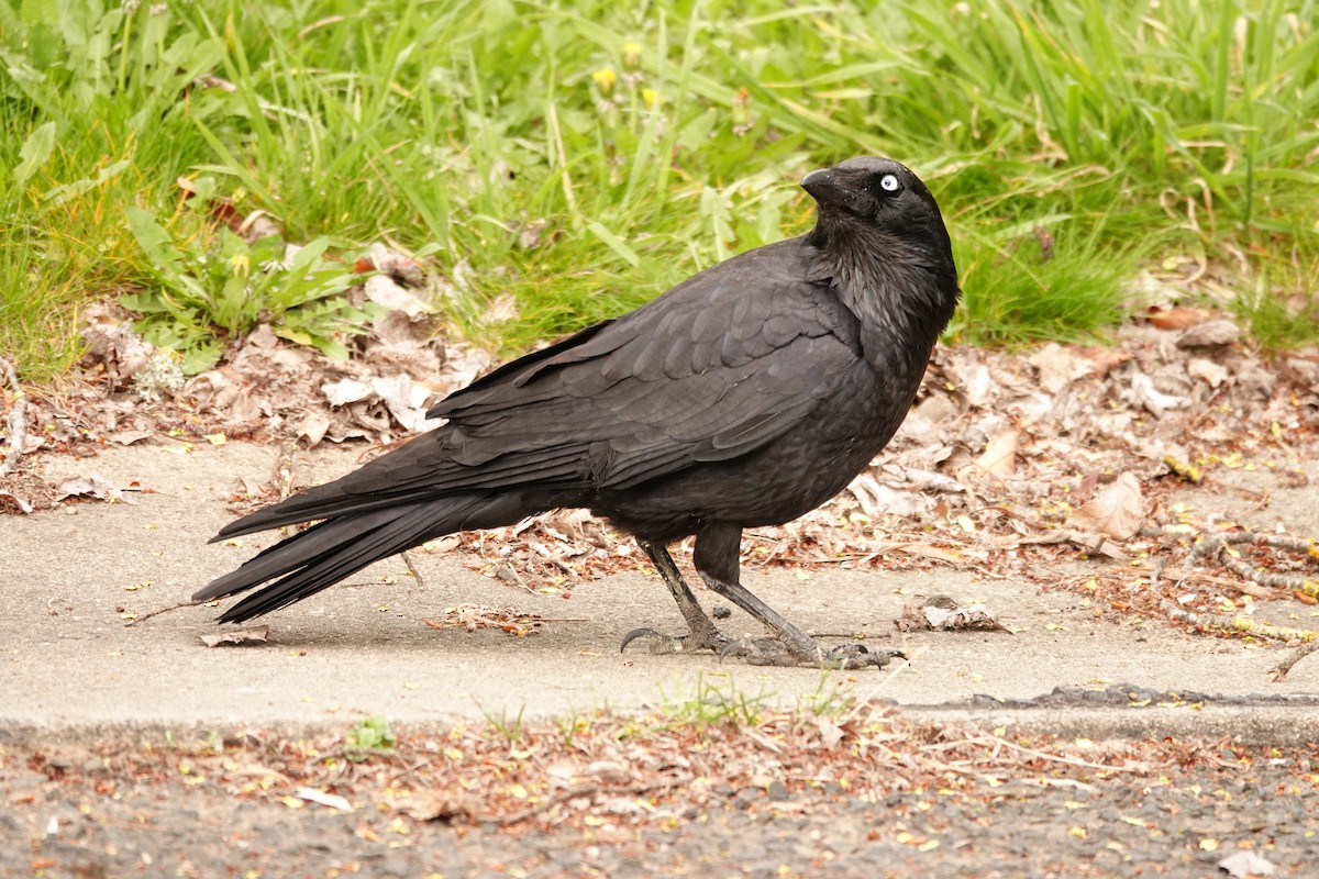 flokkravn - ML644693117