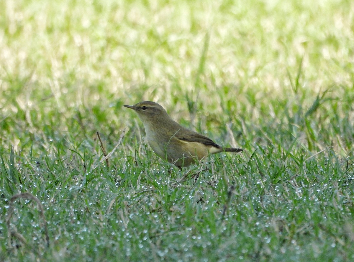 Common Chiffchaff - ML644693119