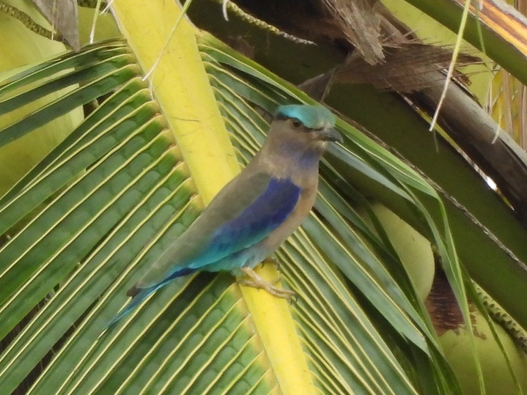 Indochinese Roller - ML644693122