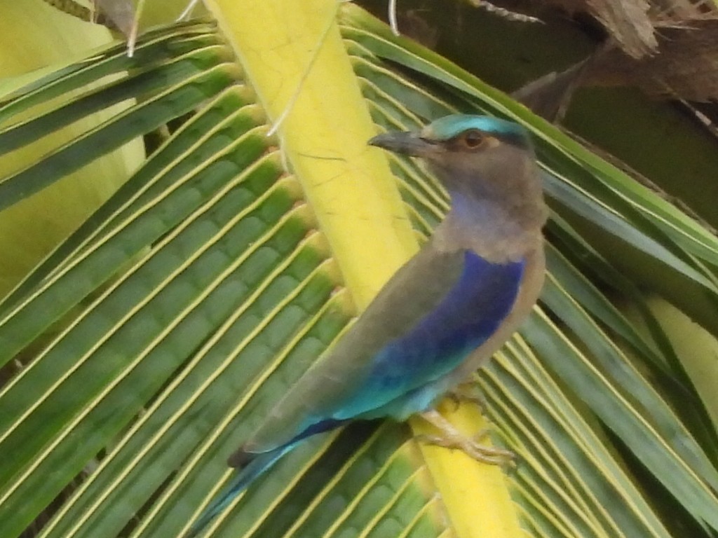 Indochinese Roller - ML644693124