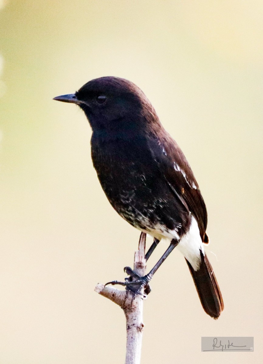 Трав'янка чорна - ML644693125