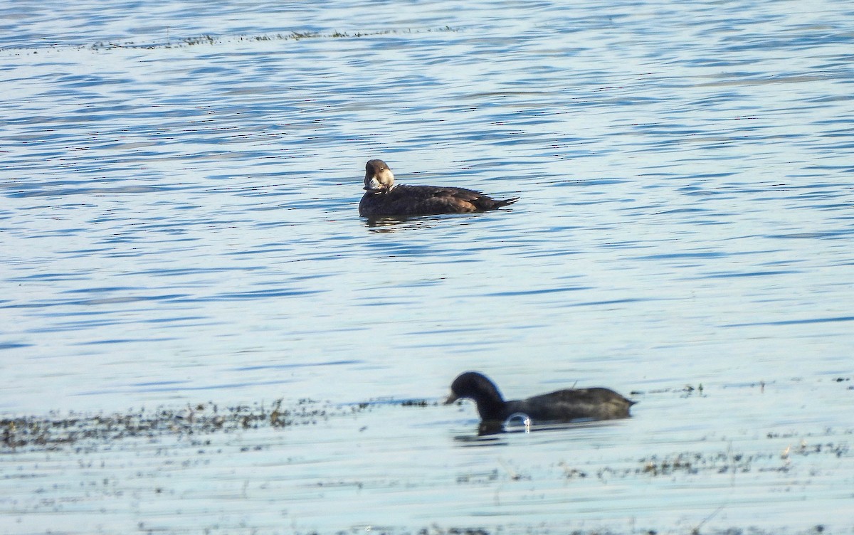 Синьга американська - ML644693127