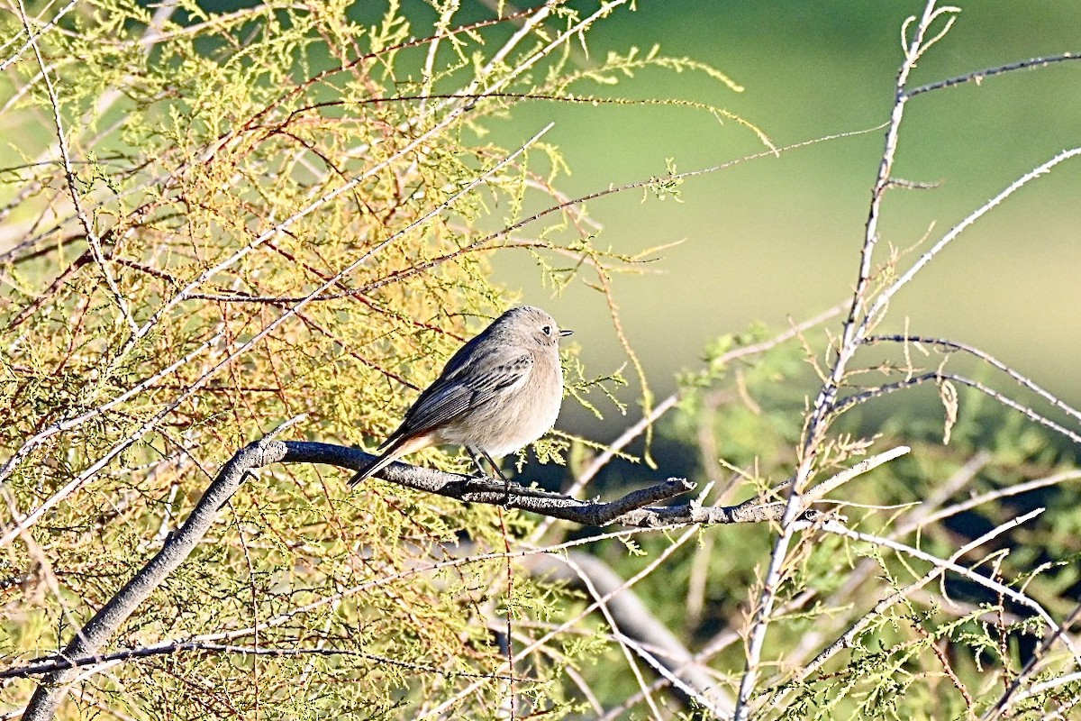 Горихвістка чорна - ML644693128