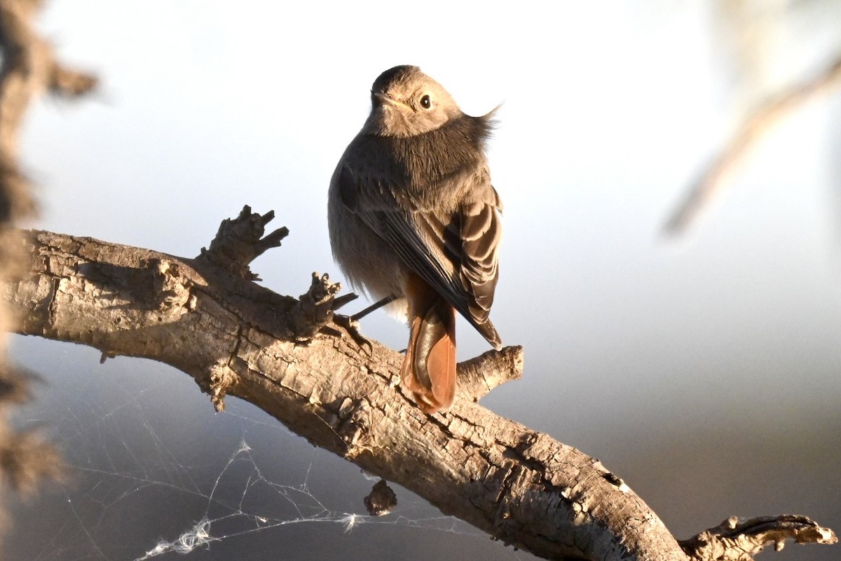 Горихвістка чорна - ML644693129