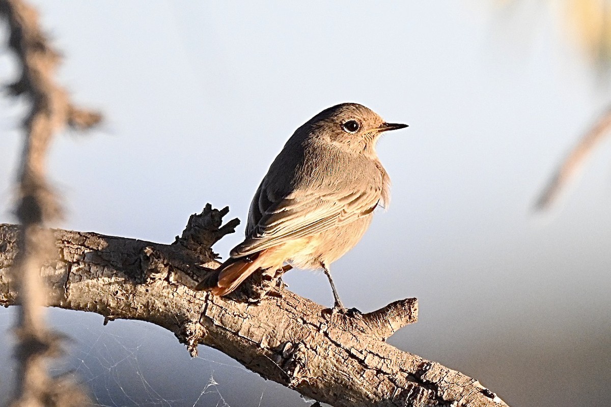 Горихвістка чорна - ML644693130