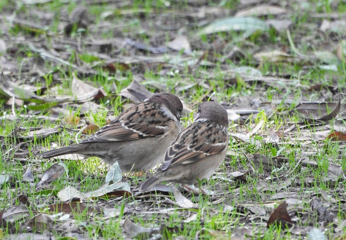 Горобець польовий - ML644693131